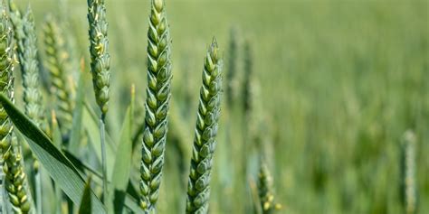 Winter Wheat Vs Spring Wheat Gfl Outdoors