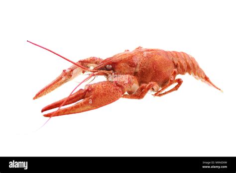 Red Crayfish Isolated On White Background Stock Photo Alamy