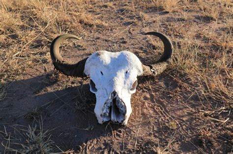 Premium Photo Animal Skull In A Field