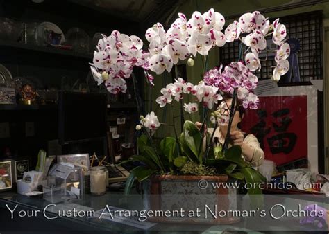 Normans Orchid Nursery 575 Photos And 169 Reviews 11039 Monte Vista