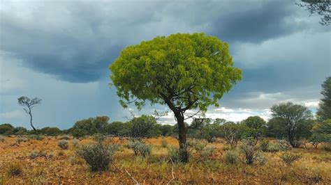 Waiting For Rain Abc News