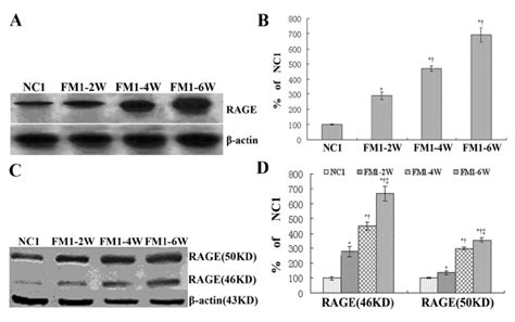 Expression Of Rage Mrna And Protein In Rat Liver Tissues Of Ccl 4