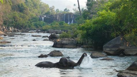 Elefant Som Besprutar Vatten Laos Bolavenplateau Arkivfoto Bild Av