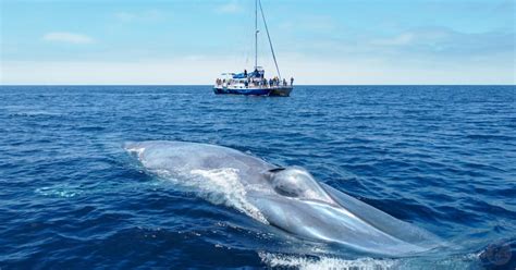 15 Best Whale Watching Tours Around The World For 2023 Trips To Discover