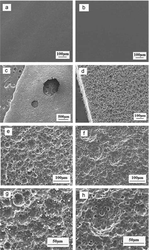 Sem Micrographs Of Plga And Pec Discs 100 Times Magnification Views Of