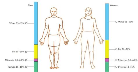 Differences Between Mens And Womens Human Body Composition 7