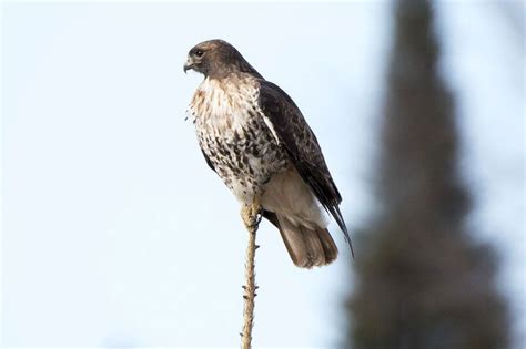 The 7 Types Of Hawks In Michigan With Pictures Wildlife Informer