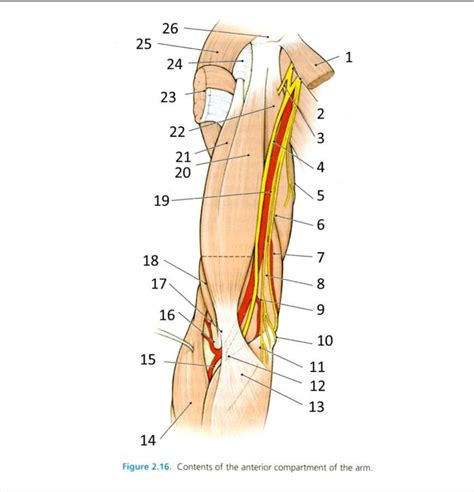 Anterior Compartment Of Arm Diagram Quizlet