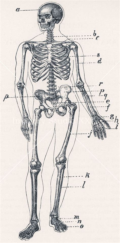 Human Skeleton Drawing Medical Journal Black and White Antique Vintage ...