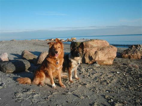 schönsten Hundestrände an der Ostsee Mein Tophotel