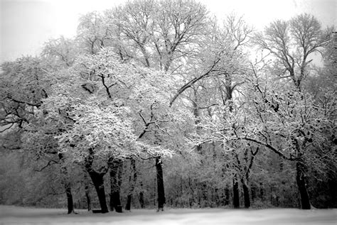 Fotos gratis árbol naturaleza rama nieve invierno en blanco y