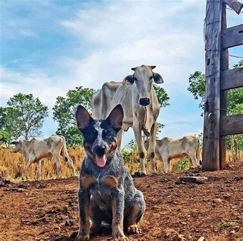 Boiadeiro Australiano Uma raça de cachorro forte e aventureira Raça