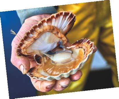 LA COQUILLE SAINT JACQUES DE LA BAIE DE SAINT BRIEUC en fête à Erquy