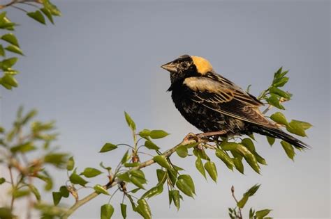 20+ Bobolink Pictures