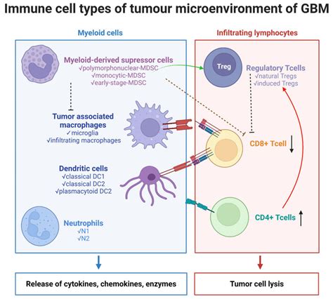 Immune Cells Types Of Tumor Microenvironment Of Gbm The Illustration