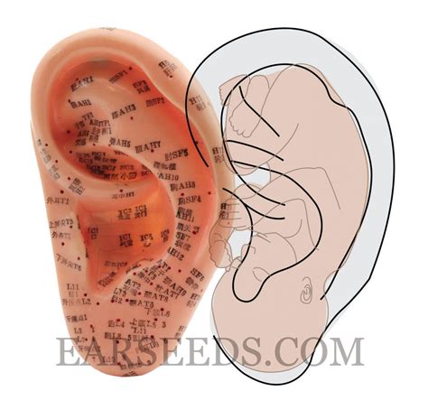 Auricular Acupuncture Points Chart Ubicaciondepersonascdmxgobmx