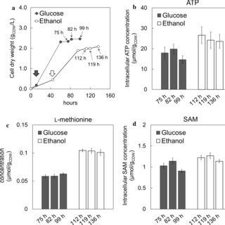 Metabolic Flux Distributions Mmol Gcdw H For S Cerevisiae Grown On