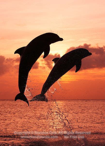 Two Bottlenose Dolphins Jumping At Sunset Marine Photography By Brandon Cole Marine