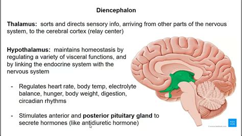 Diencephalon Cerebellum And Brainstem Youtube