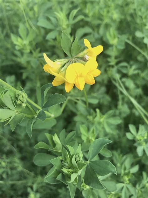 Wisconsin Wildflower Bird S Foot Trefoil Lotus Corniculatus