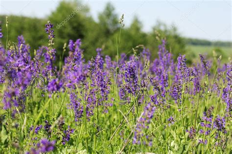 Wild Lilac Flowers — Stock Photo © Kostia777 11497717