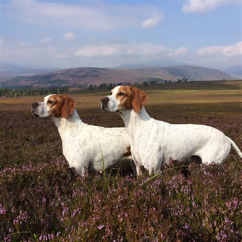 Der English Pointer Setter Ch