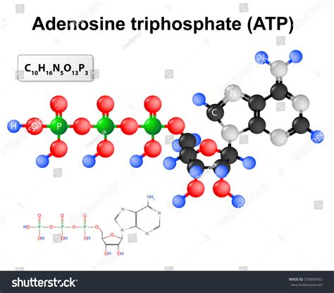 Adenosine Triphosphate Structural Formula Chemical Formula Stock