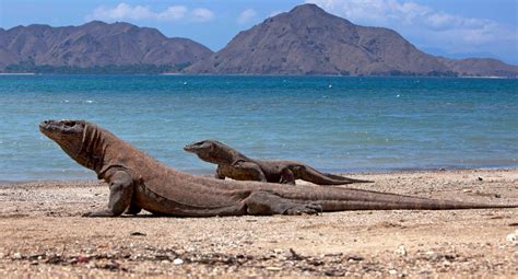 Fotos De Um Dragão De Komodo - 10