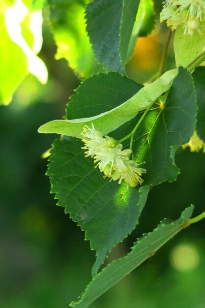 Premium Photo | Linden flowers on a linden tree branch