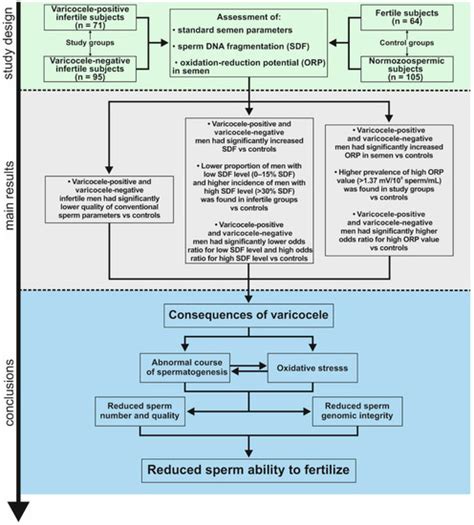 Ijerph Free Full Text The Negative Impact Of Varicocele On Basic