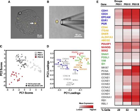 Single Cell Gene Expression Analysis Of Label Retaining Download