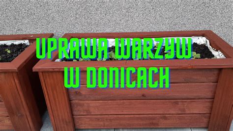 Uprawa Warzyw W Donicach Wady Zalety Praktyczne Porady