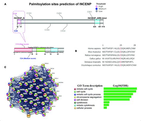 Palmitoylation Sites Of Incenp And Its Function In Cancer Stem Cell