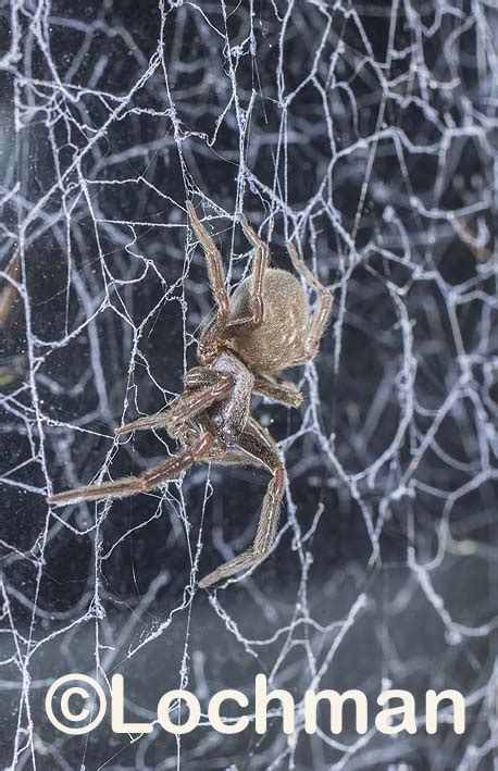 Desidae Badumna Longinqua Brown House Spider Lochman Transparencieslochman Transparencies