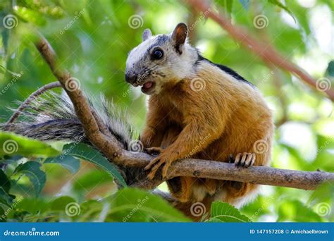 Eichhrnchen Gelegen Nahe Tamarindo Costa Rica Stockfoto Bild Von