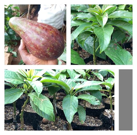 Avocado Fruit Plant Grafted Healthy greenish - purple Avacado Plant