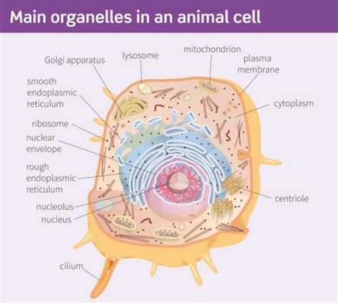 Eukaryotic Cells Diagram Quizlet