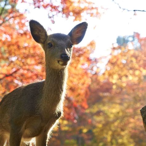 Guida Al Monte Fuji Travel Japan Ente Nazionale Del Turismo Giapponese