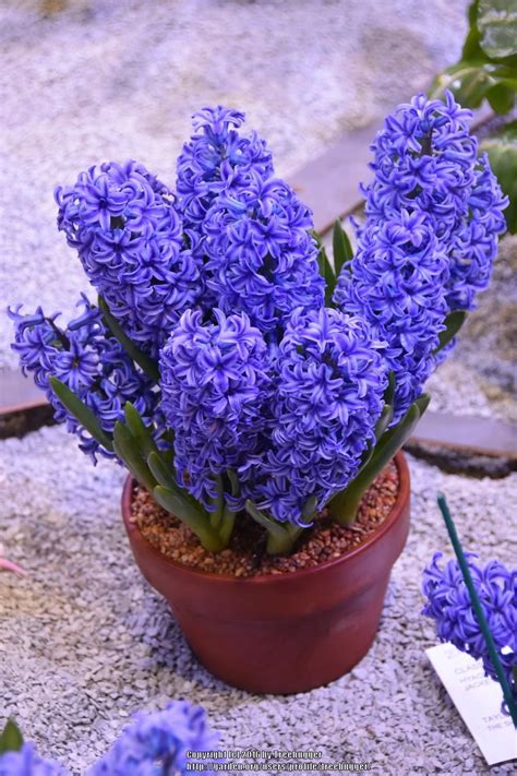 Hyacinths Plant Care And Collection Of Varieties Garden Org