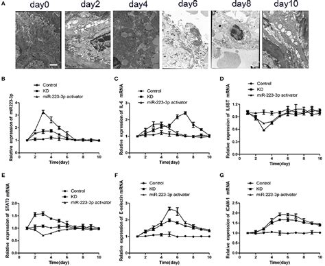 Frontiers Mir P Alleviates Vascular Endothelial Injury By