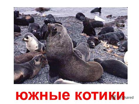 Презентация на тему: "морские млекопитающие Морские млекопитающие papa ...