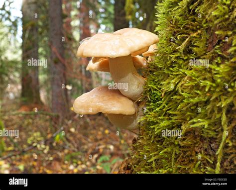 The Mushroom Hypsizygus Ulmarius Growing From The Trunk Of A Large Fir