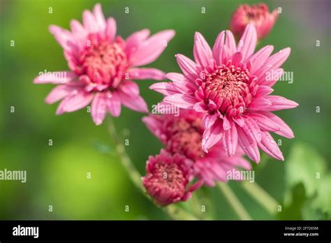 Pink Flowers Of The Aster Aster Dumosus Stock Photo Alamy