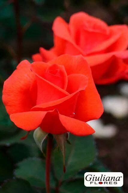 A Red Rose With Green Leaves In The Background