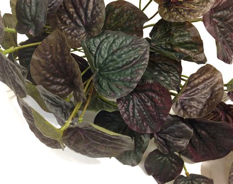 Burgundy Houseplant Peperomia Silk Plant Indoor Plant Etsy