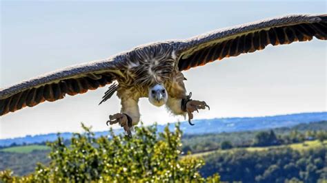 Kostenlose Bild Condor Vogel Tier Blauer Himmel Im Freien