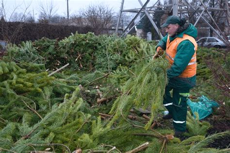 Christmas Tree Collection Point Royalty Free Photos And Stock