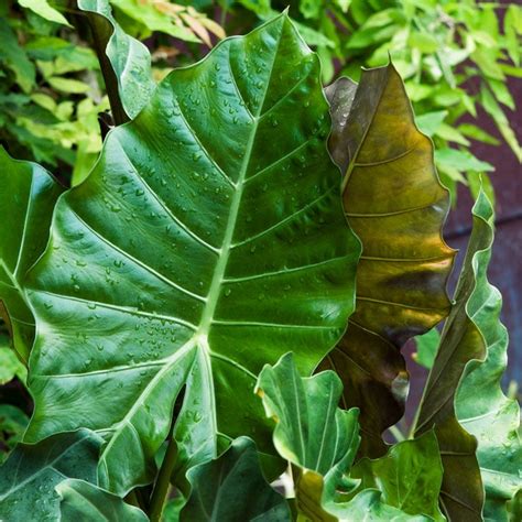 Mayan Mask Upright Elephant Ear Alocasia American Meadows