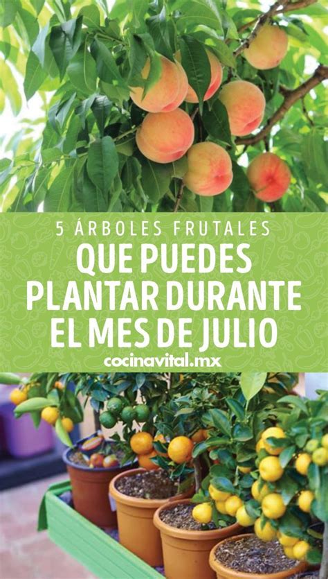 Rboles Frutales Que Puedes Plantar Durante El Mes De Julio Jard N