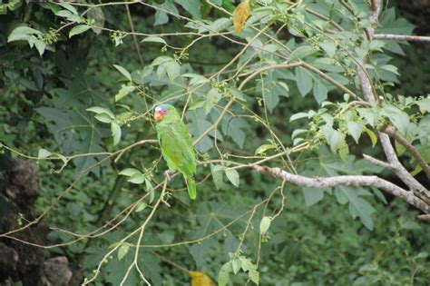 Belize Parrots | Miles To The Wild